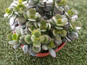 GRASSULA
