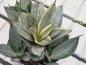 SANSEVIERIA